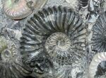 Gorgeous Deschaesites Ammonite Cluster - Russia #39158-2